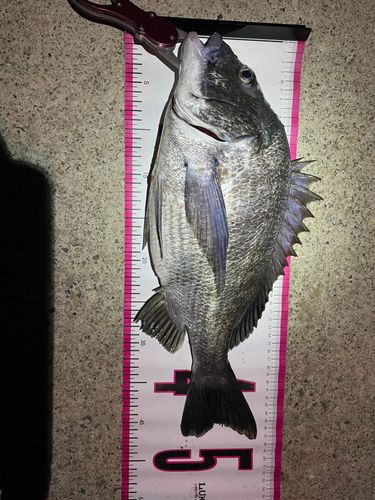クロダイの釣果