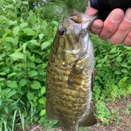 スモールマウスバス