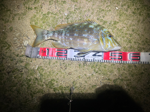 アザハタの釣果・釣り情報まとめ【2025年最新】 - アングラーズ