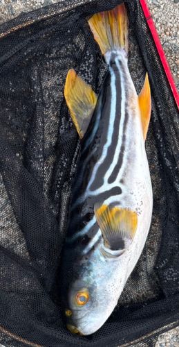 シマフグの釣果