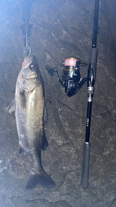 釣果