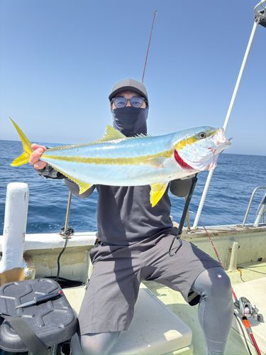 ヒラマサの釣果