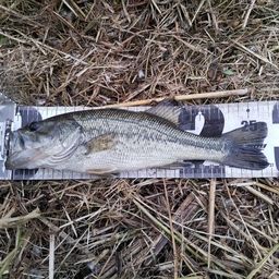 ラージマウスバス