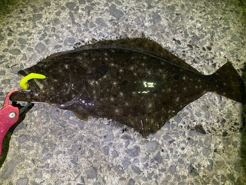 ヒラメの釣果