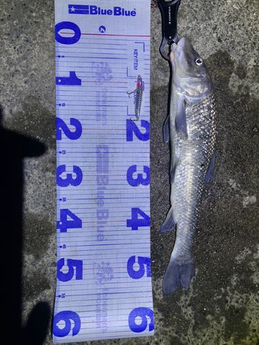 ニゴイの釣果