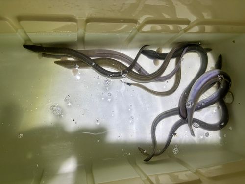 ウナギの釣果