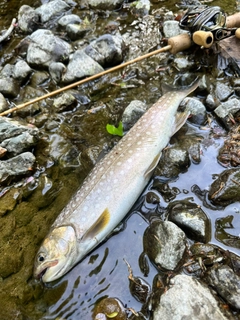 イワナの釣果