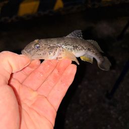 ハゼ