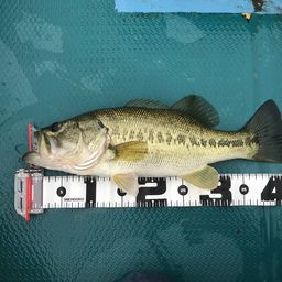 ラージマウスバス