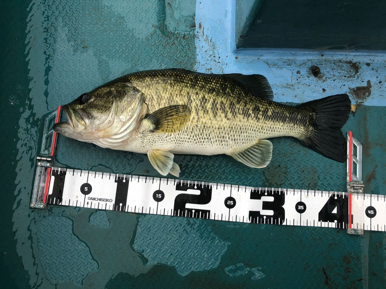 ラージマウスバス