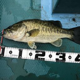 ラージマウスバス