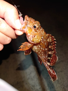 カサゴの釣果