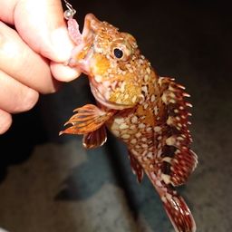 カサゴ