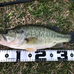 ラージマウスバス