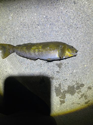 アイナメの釣果