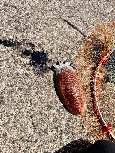 コウイカの釣果