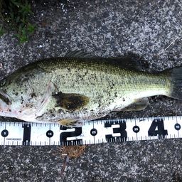 ラージマウスバス