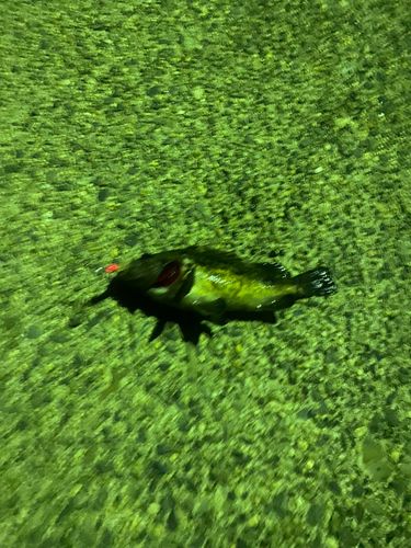 クロソイの釣果