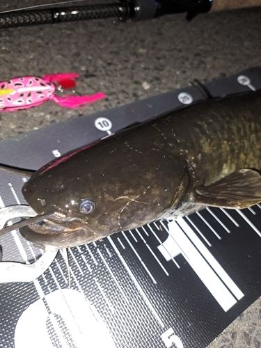 ナマズの釣果