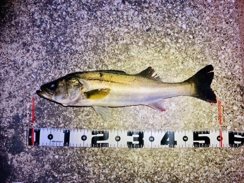 シーバスの釣果