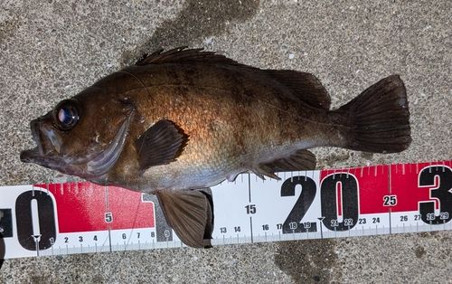 メバルの釣果