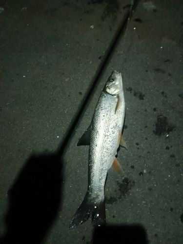 ウグイの釣果