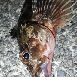 カサゴ