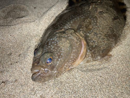 ヌマガレイの釣果