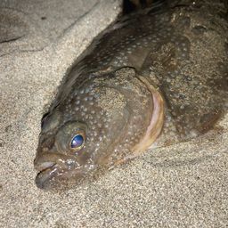 ヌマガレイ