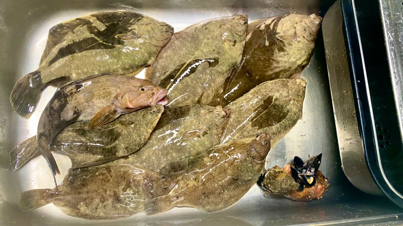 カレイ