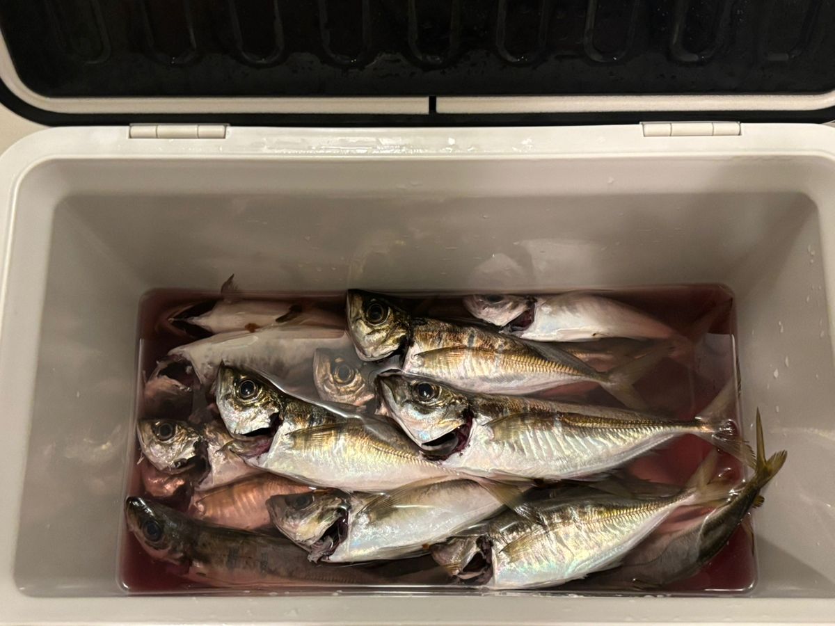 アムロ・レイさんの釣果 1枚目の画像