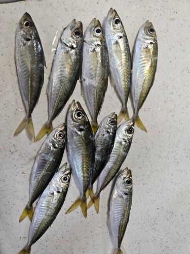 アジの釣果