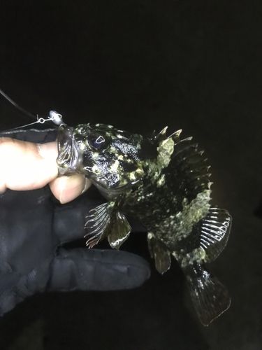 ムラソイの釣果