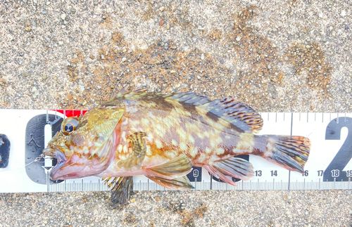 カサゴの釣果
