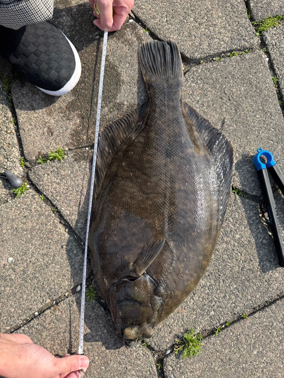 クロガシラガレイ