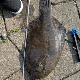 クロガシラガレイ