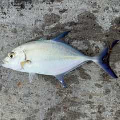 カスミアジの釣果