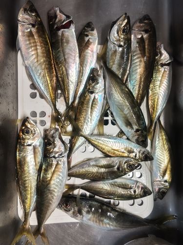 アジの釣果