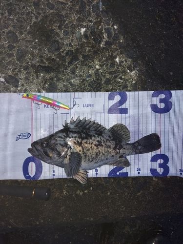 クロソイの釣果