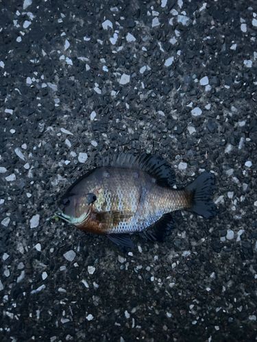 ブルーギルの釣果