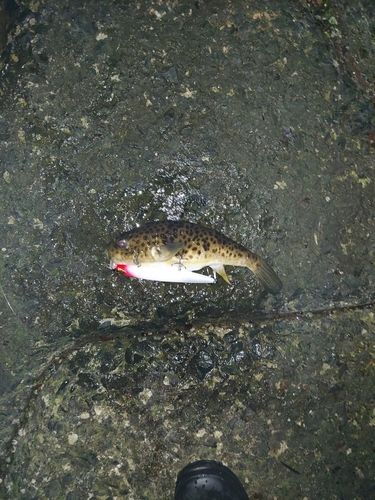フグの釣果