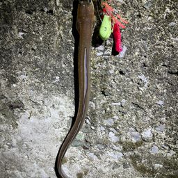 アナゴ