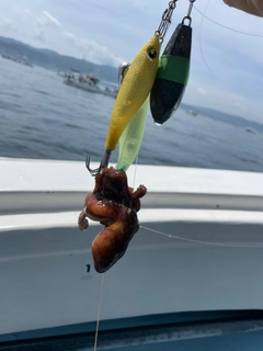 タコの釣果