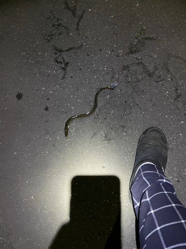 ウナギの釣果