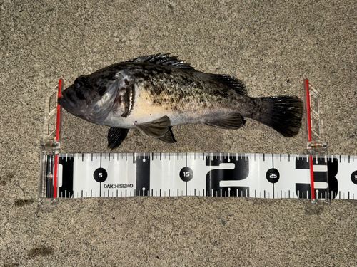 クロソイの釣果