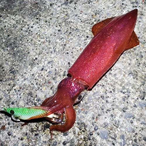 ケンサキイカの釣果
