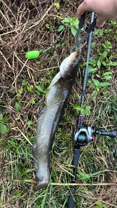 マナマズの釣果