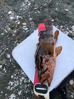 タケノコメバルの釣果