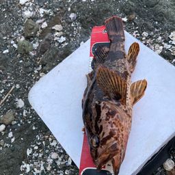 タケノコメバル