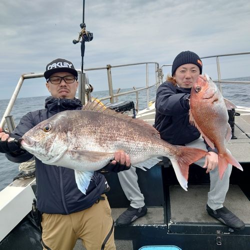 マダイの釣果